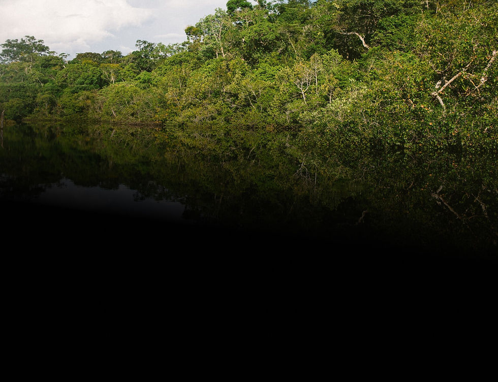 Carbon Removal Project / Restore wild mangroves in Myanmar