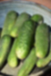 Cucumber, Pickling
