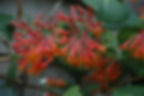 Lonicera (Honeysuckle), Dropmore Scarlet