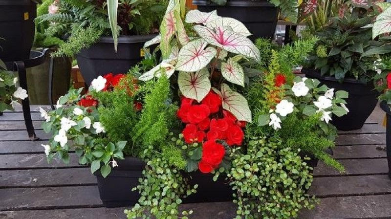 Gethsemane Nursery Chicago