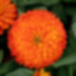 Zinnia, Zydeco Double Fire