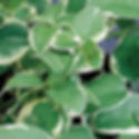 Vinca Vine, High Color