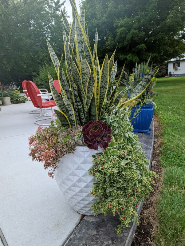 Sue (Head of the Wolf Pack Leader) 2022