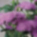 Ageratum, Blue Horizon