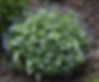 Brunnera, Sea Heart