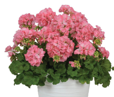 Geranium, Big Eeze Sakura