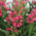 Penstemon, Rock Candy Ruby