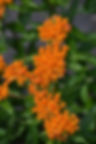 Asclepias (Butterfly Weed), Tuberosa