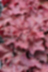 Heuchera (Coral Bells), Northern Exposure Red