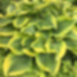 Hosta, Atlantis