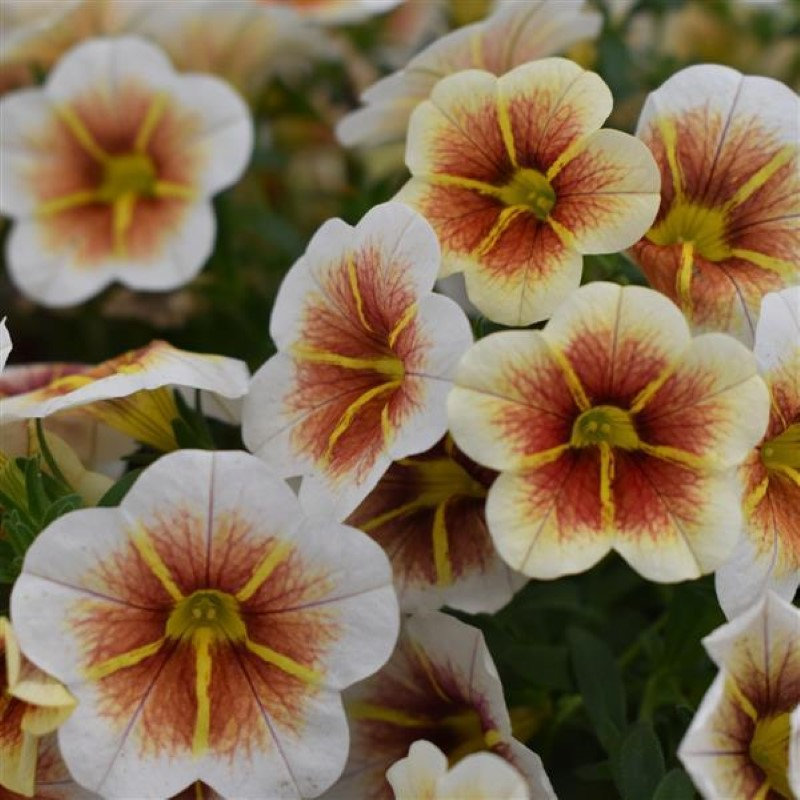 Calibrachoa, Calitastic Cappuccino | Wolf's Blooms & Berries - a