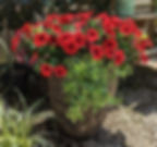 Poppin' it w/ Red Petunias