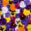 Pansy, Delta Pro All Colors Mix