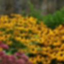 Rudbeckia, Goldstrum