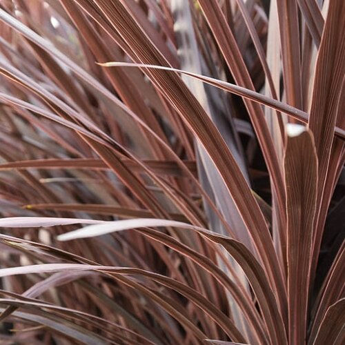Cordyline, Red Star