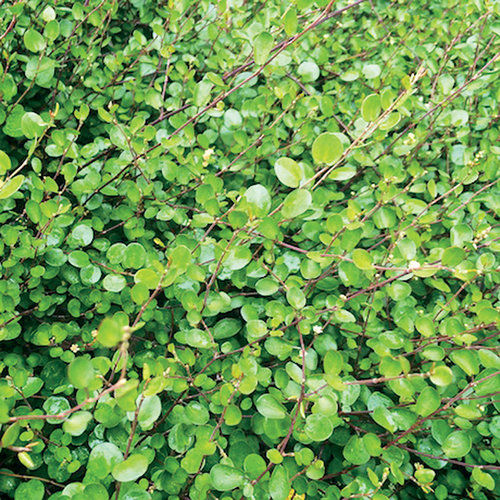 Muehlenbeckia, Creeping Wirevine