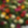 Zinnia, State Fair Mix