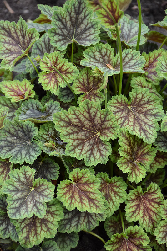 Heuchera (Coral Bells), Dale's Strain