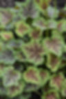 Heuchera (Coral Bells), Dale's Strain