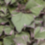 Ipomoea (Sweet Potato), Tricolor