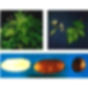 Potato, Russet