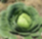 Cabbage, Early