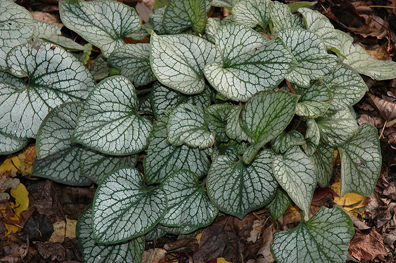Brunnera, Jack Frost