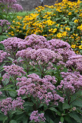 Eupatorium (Joe Pye Weed), Euphoria Ruby