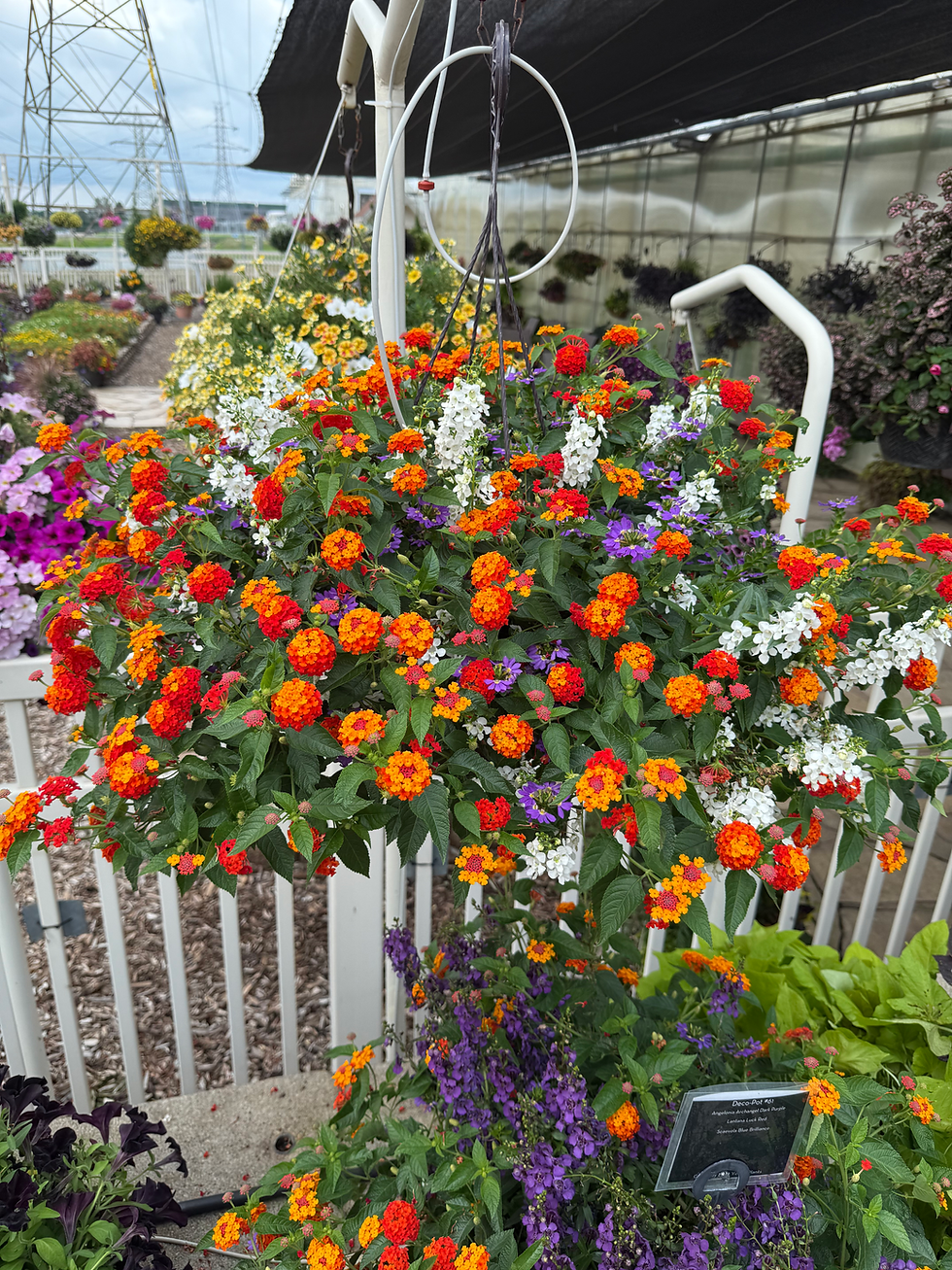 Mast Young Plants, Walker, MI 2025