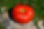 Tomato (Heirloom), Mortgage Lifter