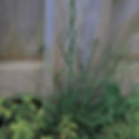 Juncus, Spiralis