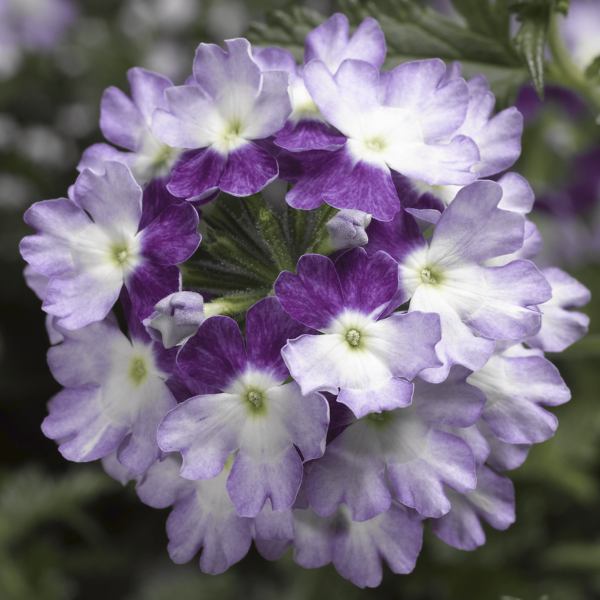 Verbena, Lanai Twister Purple
