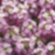 Allysum, Clear Crystals Lavender Shade