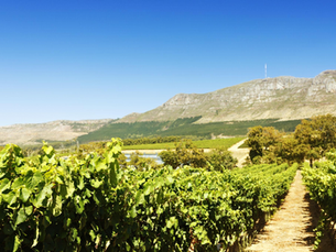 Insider’s Guide to Italy’s Wine Regions