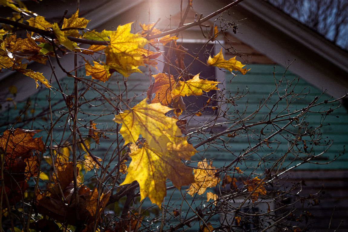 Maple and studio.jpg