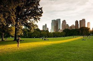 Sheep Meadow.jpg