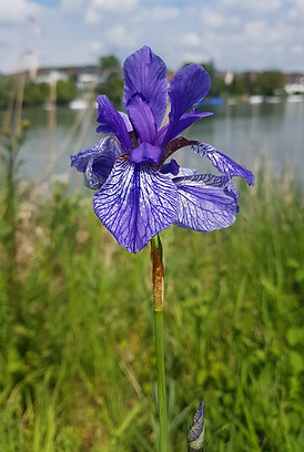 Kinesiologie Schaffhausen