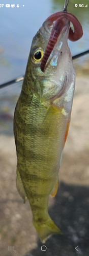 Teddys first yellow perch