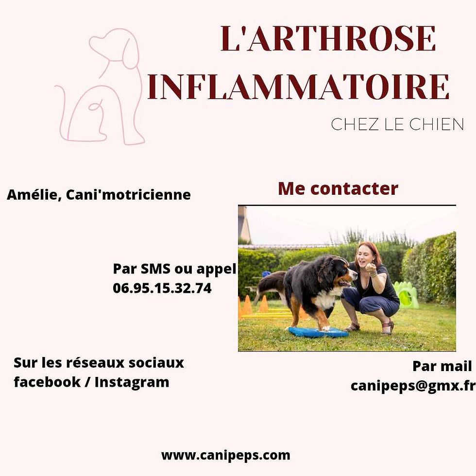 L'arthrose chez le chien