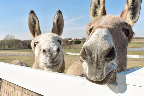 Donkeys
