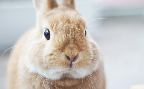 Bunny
