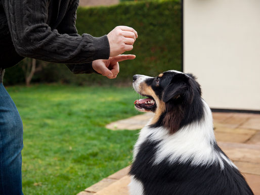 KÖPEĞİMİ NEDEN EĞİTMELİYİM?