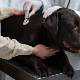 Veteriner kontrolüne giden labrador köpek