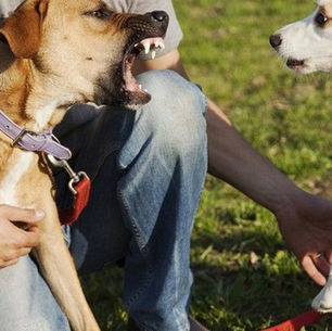 Köpek parkında agresyon sergileyen köpekler