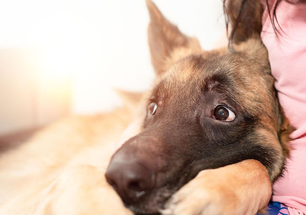 A sad dog with scared eyes snuggling with a human