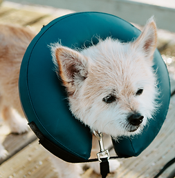 Australian terrier and chihuahua mix