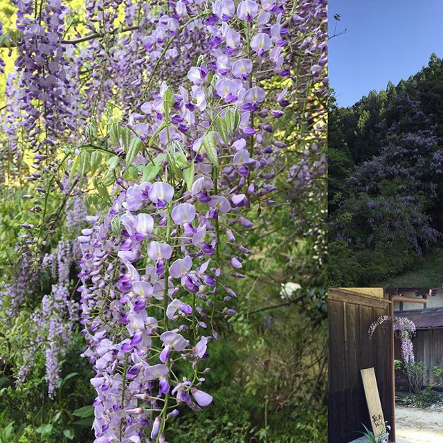 藤_#tomobuchiworkspace #oldhouse #flower #古民家暮らし #古民家 #古民家リノベーション #藤#山里#ともぶちワークスペース