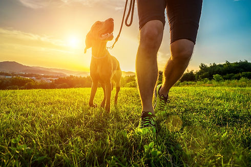 das gehen an lockerer Leine trainieren bei deiner Hundeschule in der Nähe