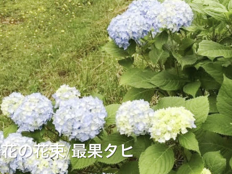 '紫陽花の花束'を読みました