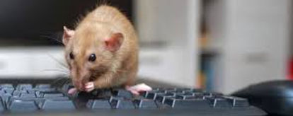 Rat on computer